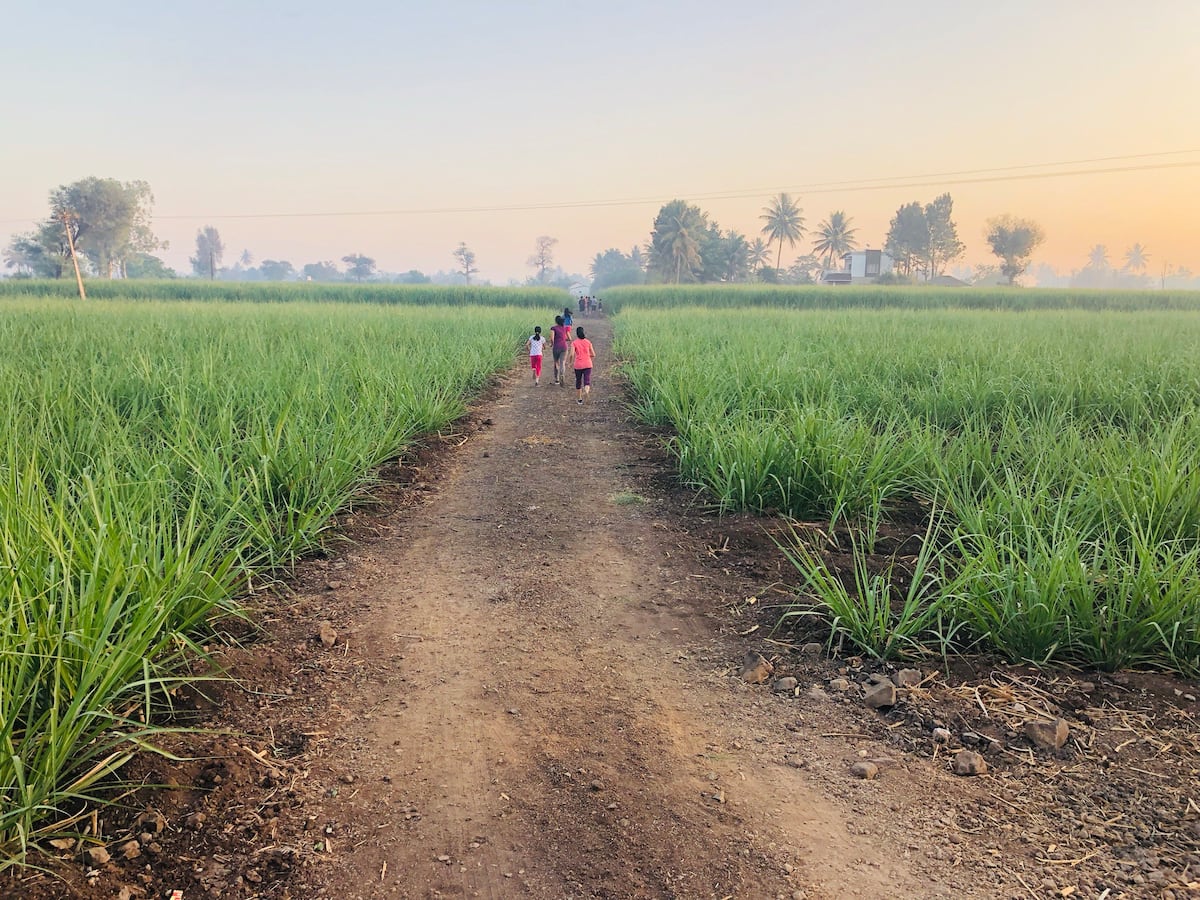 Farm fields and greenery