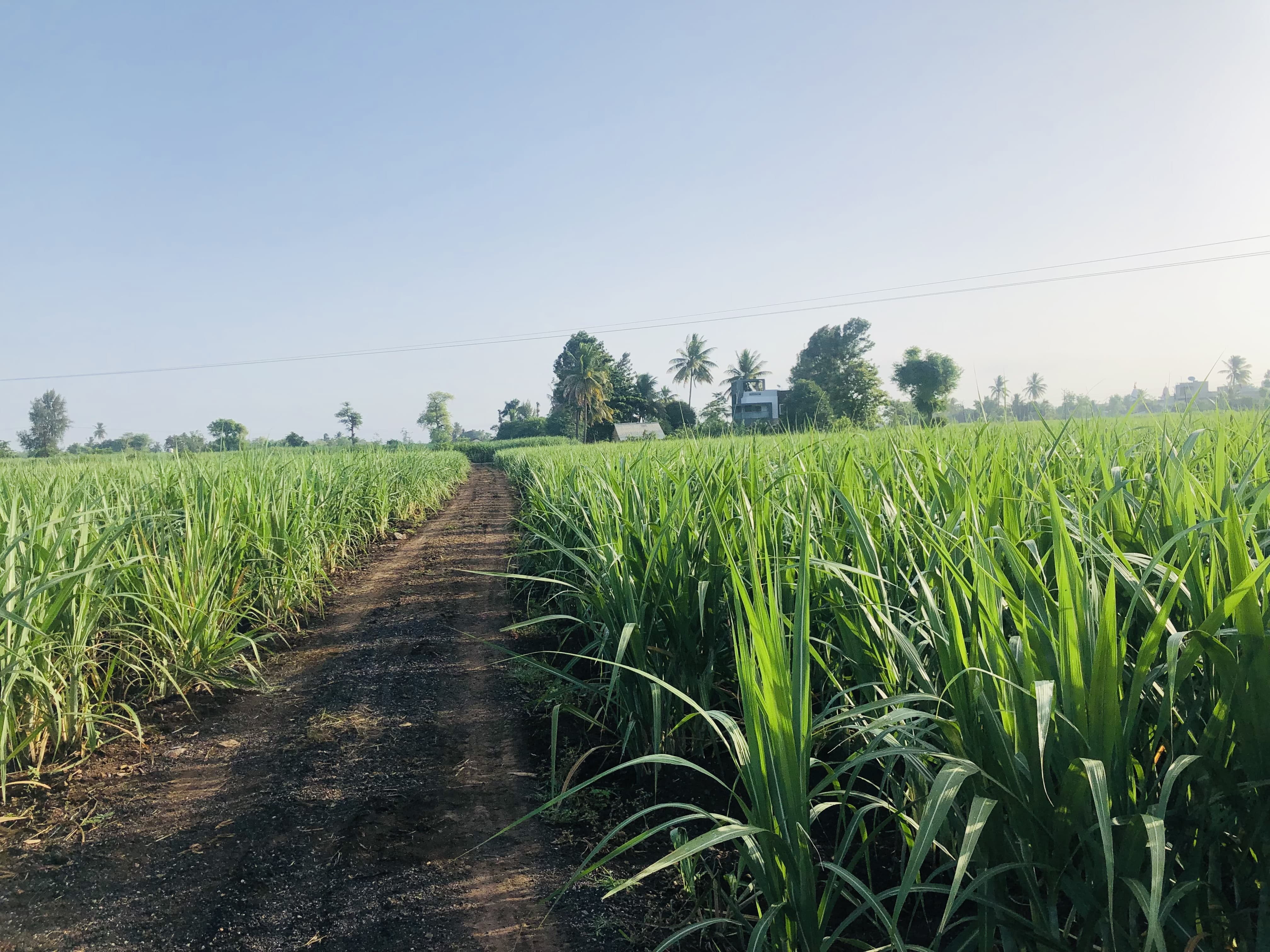 SK Farmhouse panoramic view 2